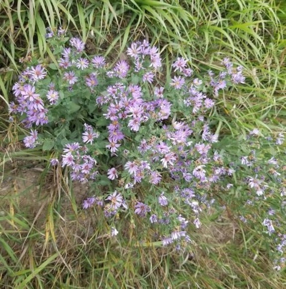 Meet your Posher, Sharon segade - Picture 1 of 1